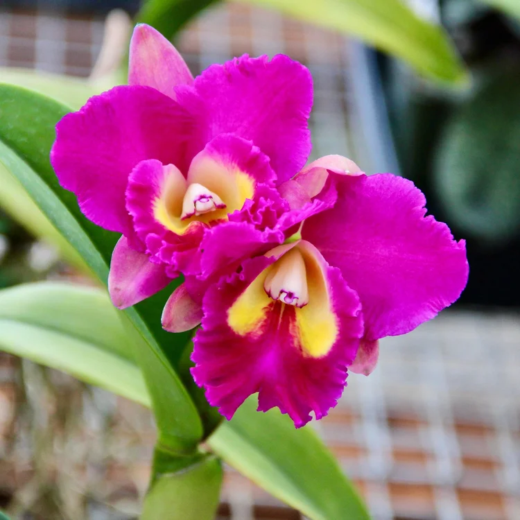 Rlc. Larry Nishikana 'Volcano Princess'