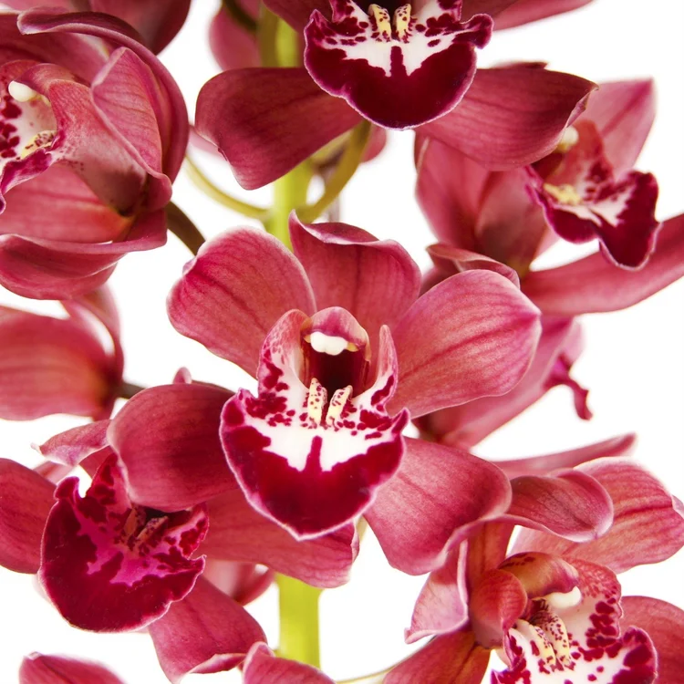 Cymbidium Cumberland Blue Dark Red