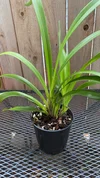 Cymbidium Terrapin Flyer #2