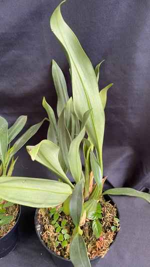 Coelogyne Flaccida