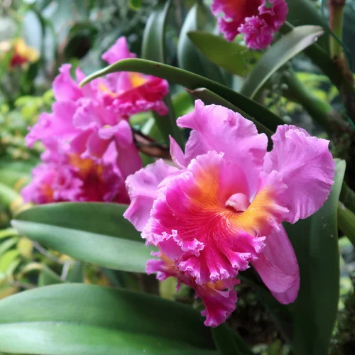 RLC. Pink Empress 'Ju-Sen' AM/AOS