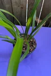 Cymbidium Black Peter Captain Midnight x Vanessa Amorosi Paradise