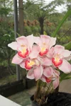 Cymbidium Vanna Rose #1 x Rosey Cloud Paradise