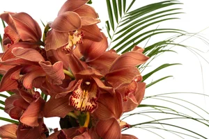 Cymbidium Rolling Stone 'Rusty Bucket x Ruby Red Eyes 'Red Baron'