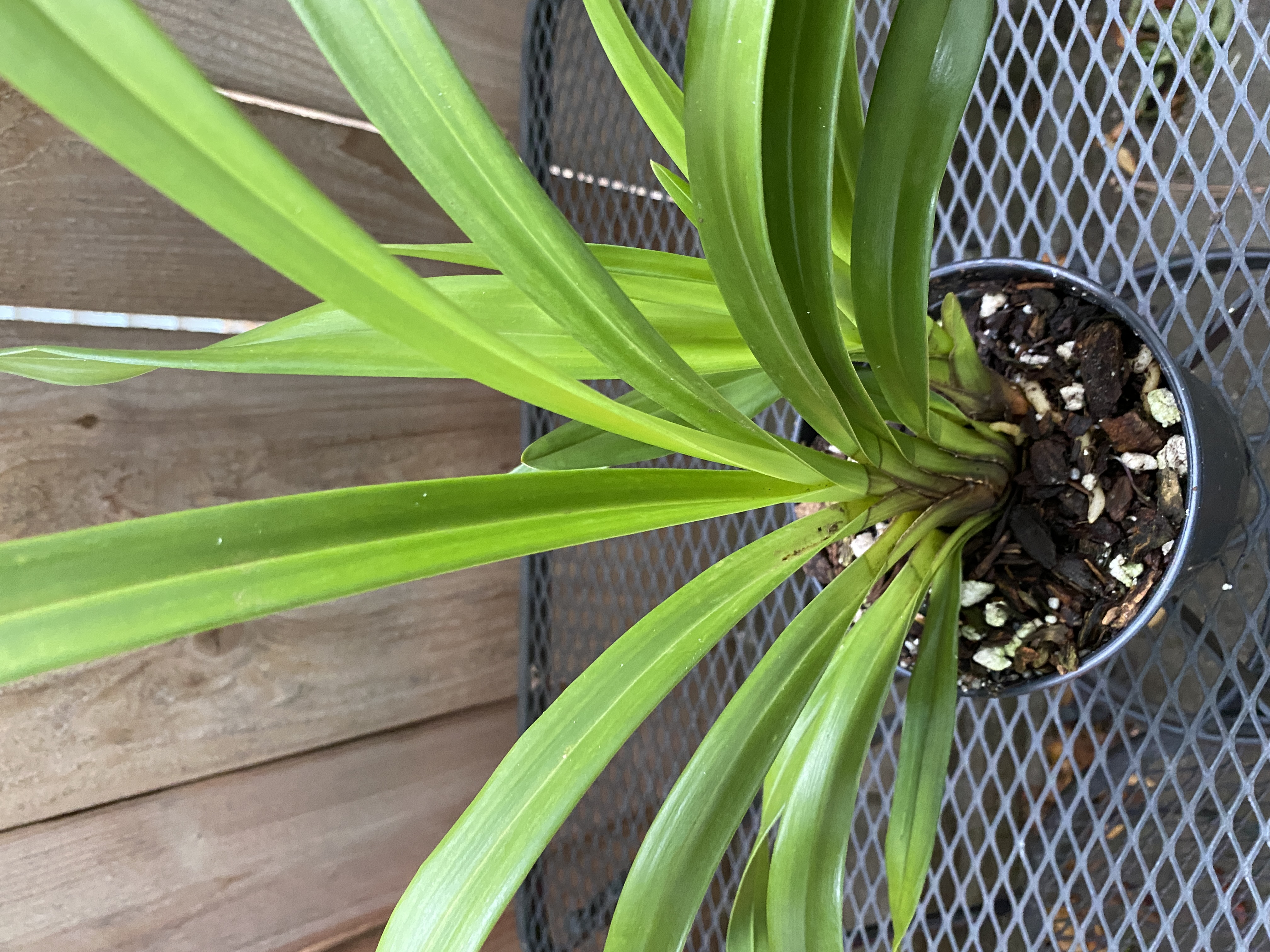 Cymbidium King Arthur Green Giant