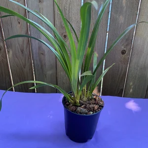 Cymbidium Black Peter Captain Midnight x Vanessa Amorosi Paradise