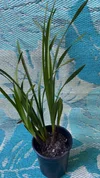 Cymbidium Black Cloud