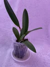 Rlc. Hsinying Rouge 'C.H. #6