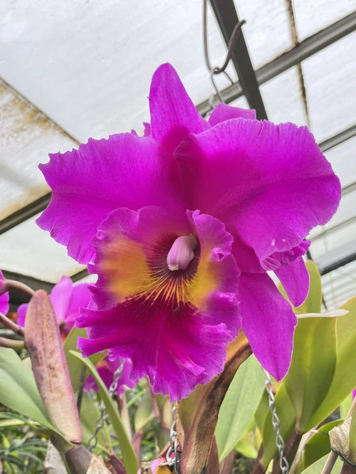 Rlc. Volcano Empress 'Volcano Queen"