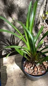 Cymbidium Peter Pan Self