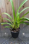 Cymbidium Madidum 'Leroyii'