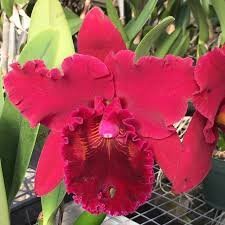 Rlc. Sachi Kyoko Volcano Red
