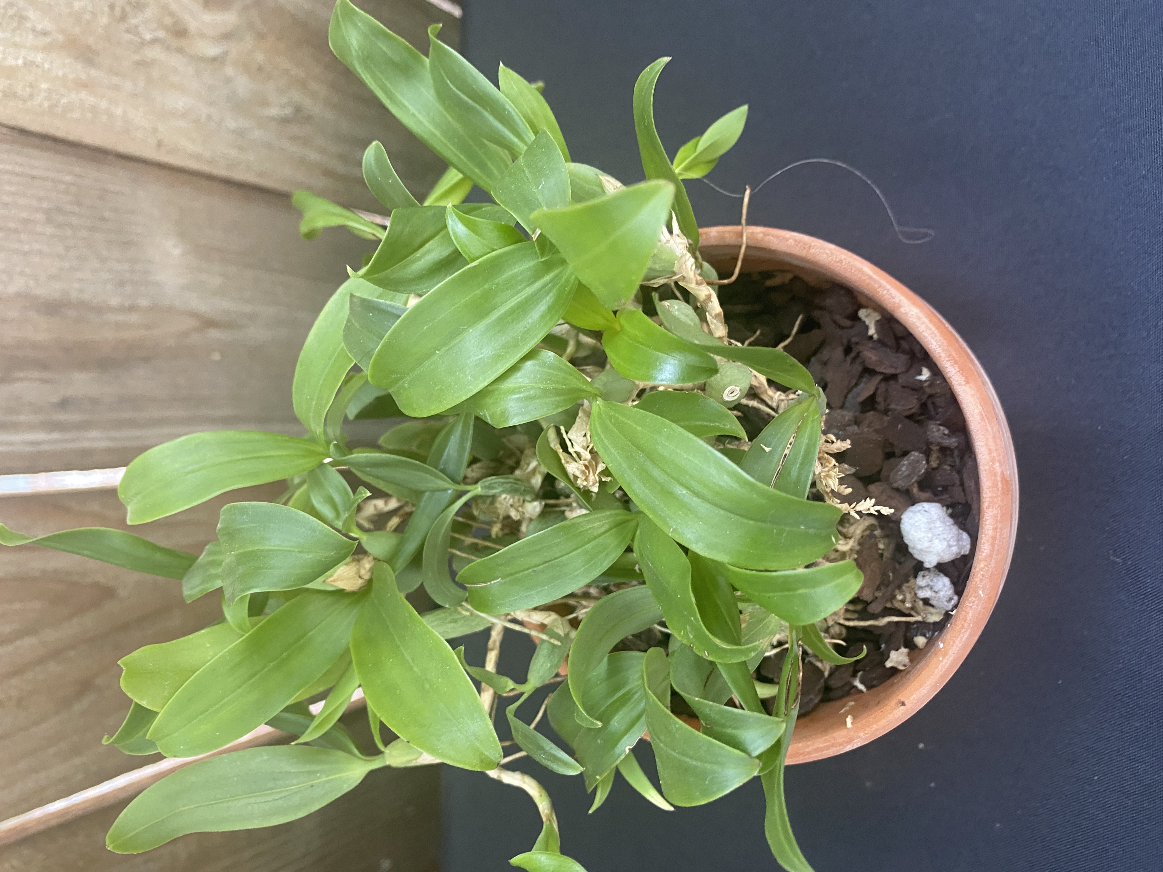 Coelogyne Fimbriata