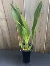 Coelogyne Pulverula