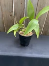 Coelogyne Peltastes