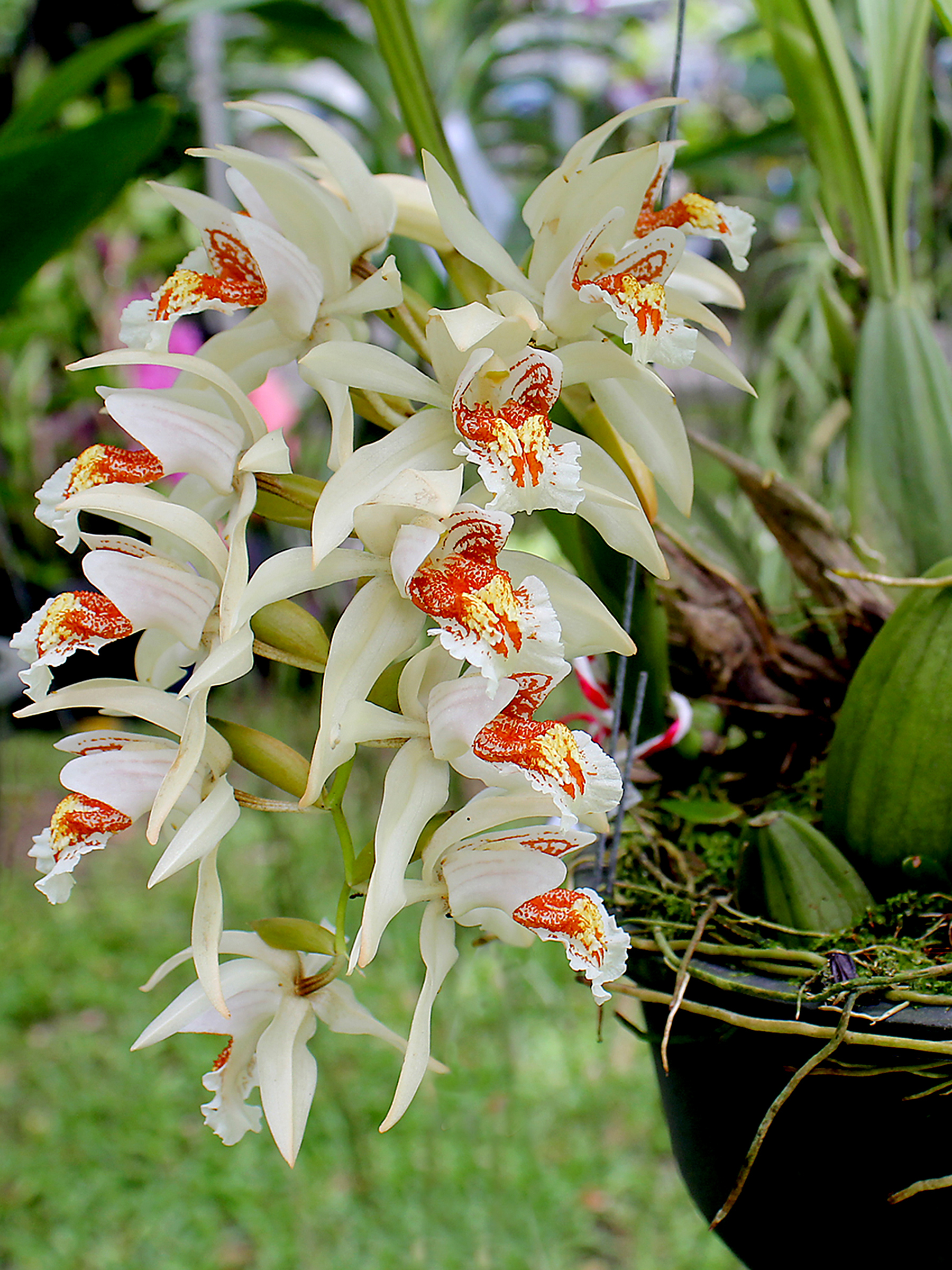 Coelogyne Asperata (known as the Holy Flame)