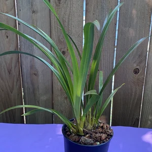 Cymbidium Black Peter Captain Midnight x Vanessa Amorosi Paradise