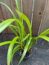 Cymbidium Vanna Rose #1 x Rosey Cloud Paradise