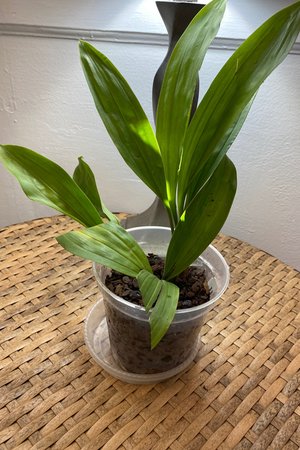 Coelogyne Carinata