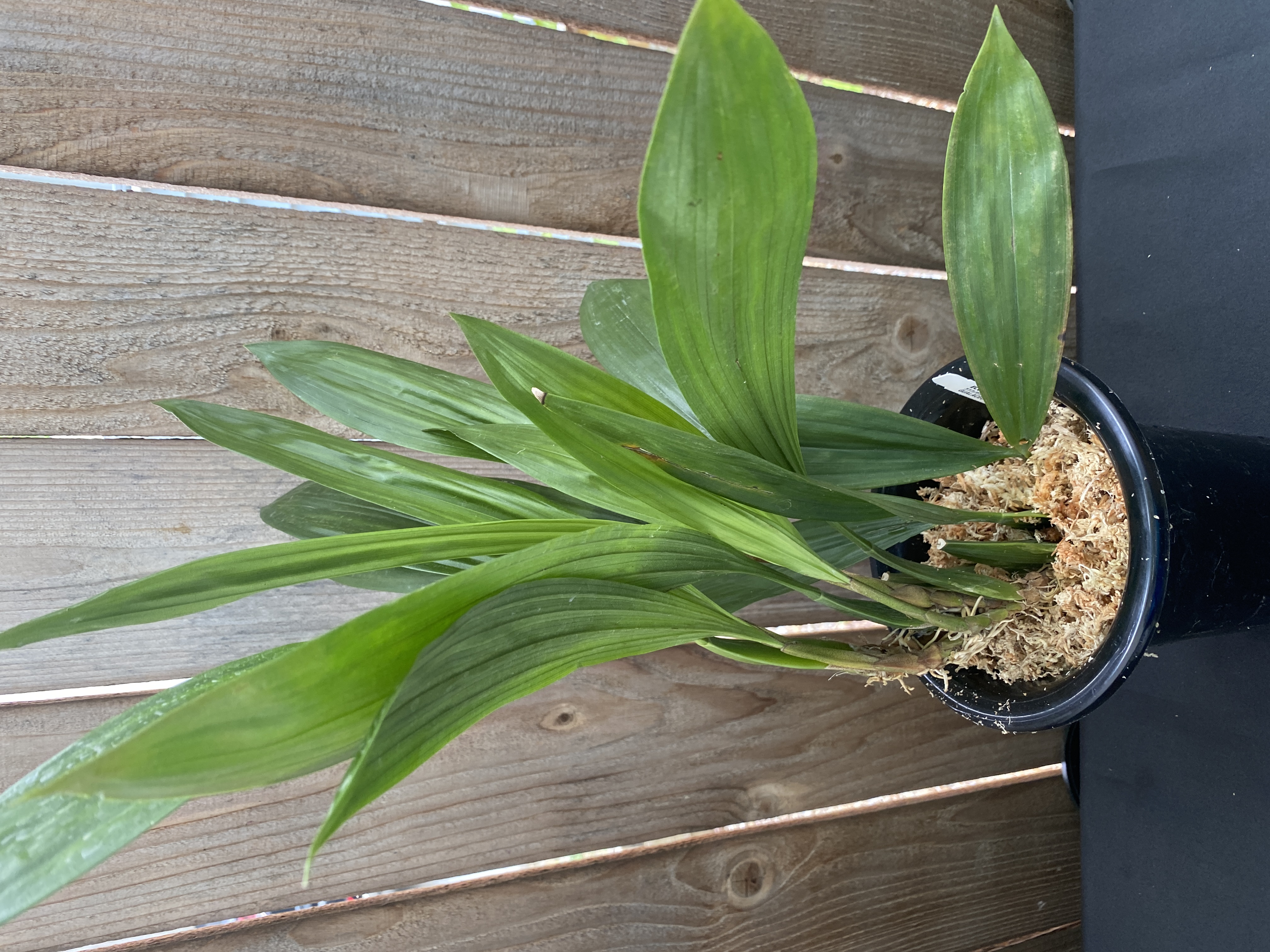 Coelogyne Mayeriana
