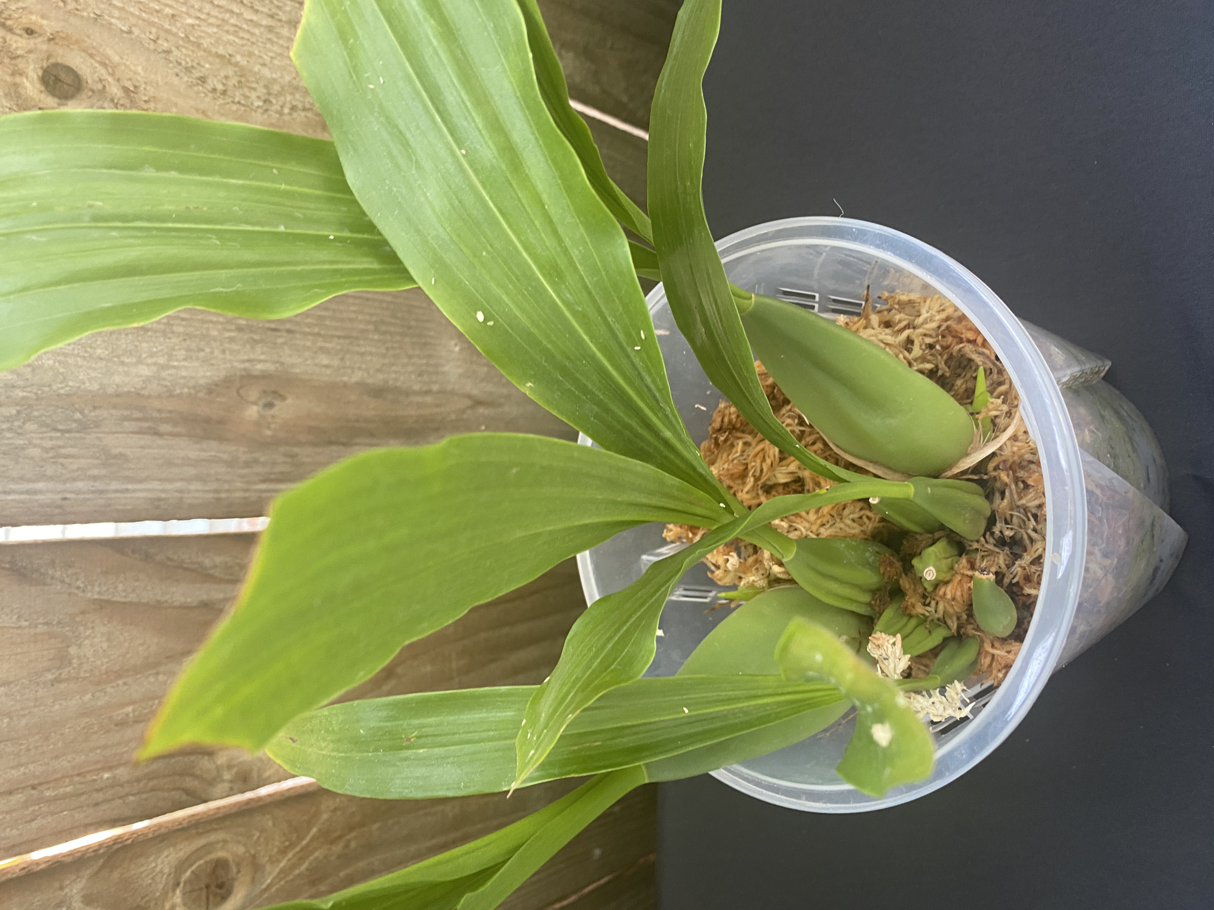 Coelogyne Linda Buckley