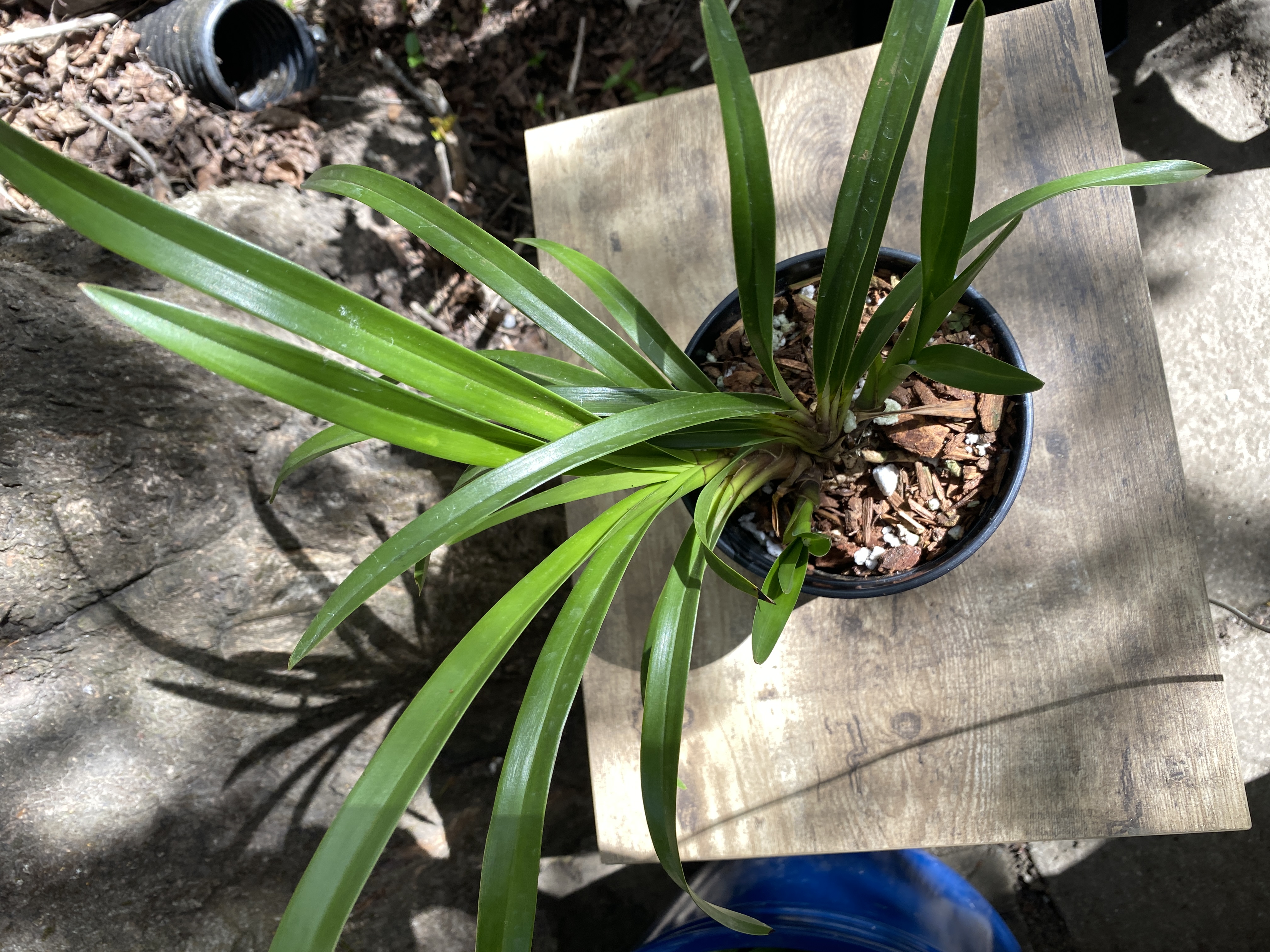 Cymbidium Vanna Rose x Rembrandt's Ruby