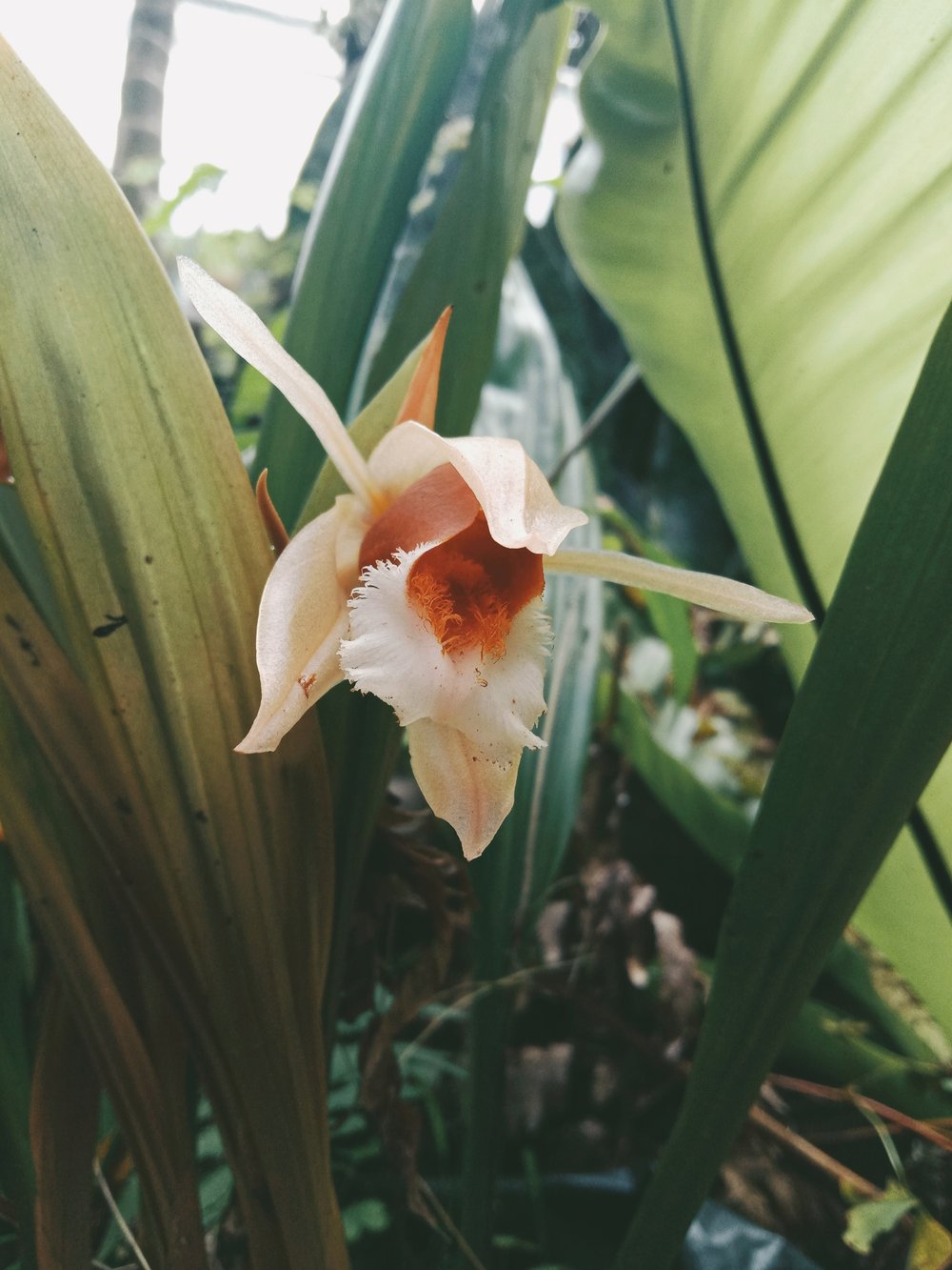 Coelogyne lawrenceana
