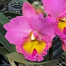Rlc. Joyful Love Volcano Queen