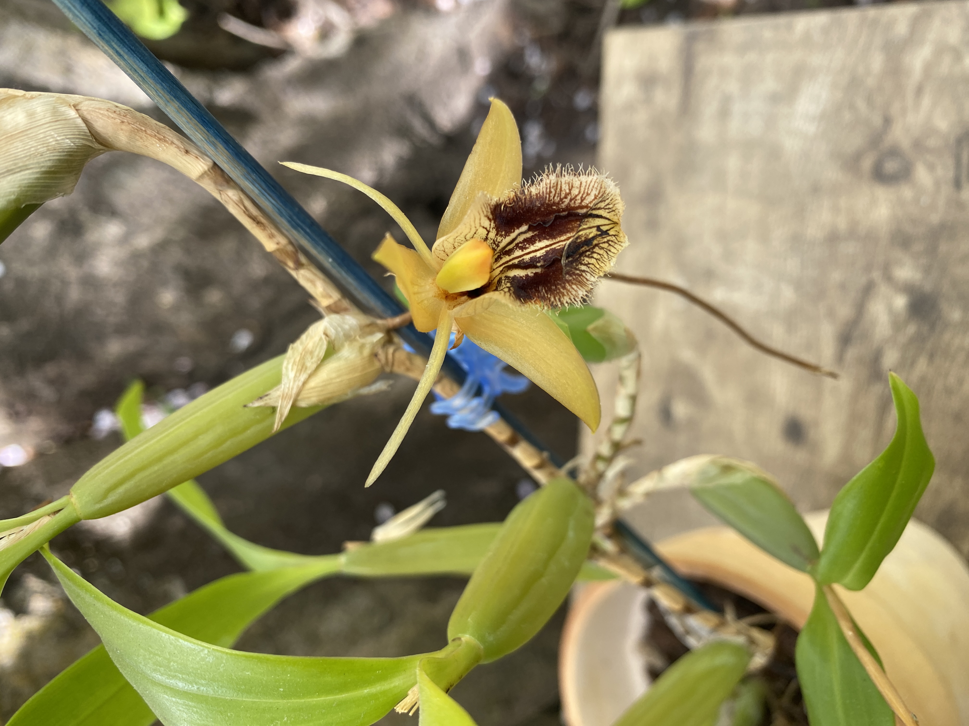 Coelogyne Triplicata