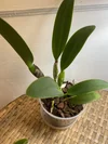 Rlc. Volcano Empress 'Volcano Queen"