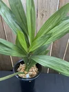 Coelogyne beccarii 