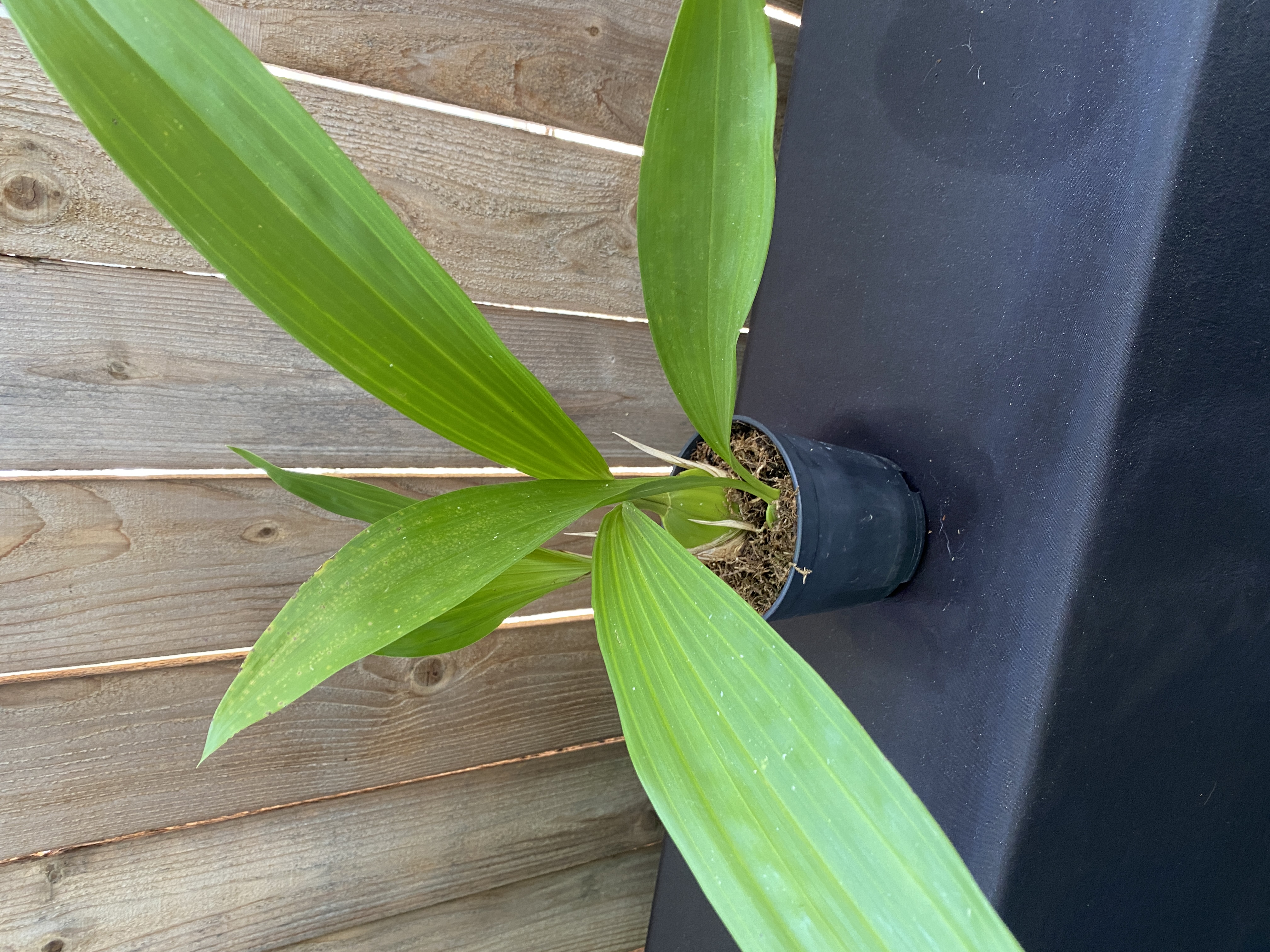 Coelogyne Pandurata