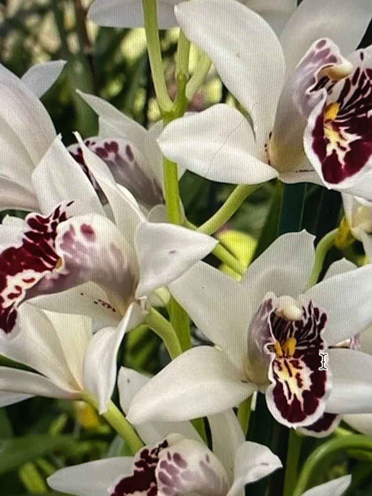 Cymbidium Parishii 'Emma Menninger' 4n