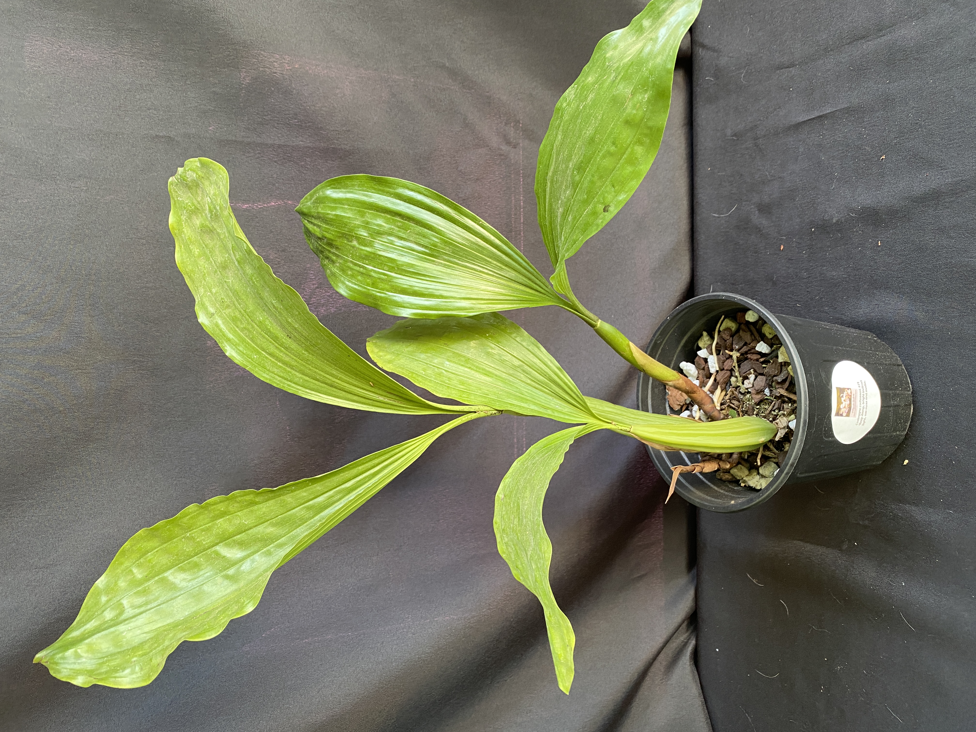 Coelogyne rochussenli mooreana
