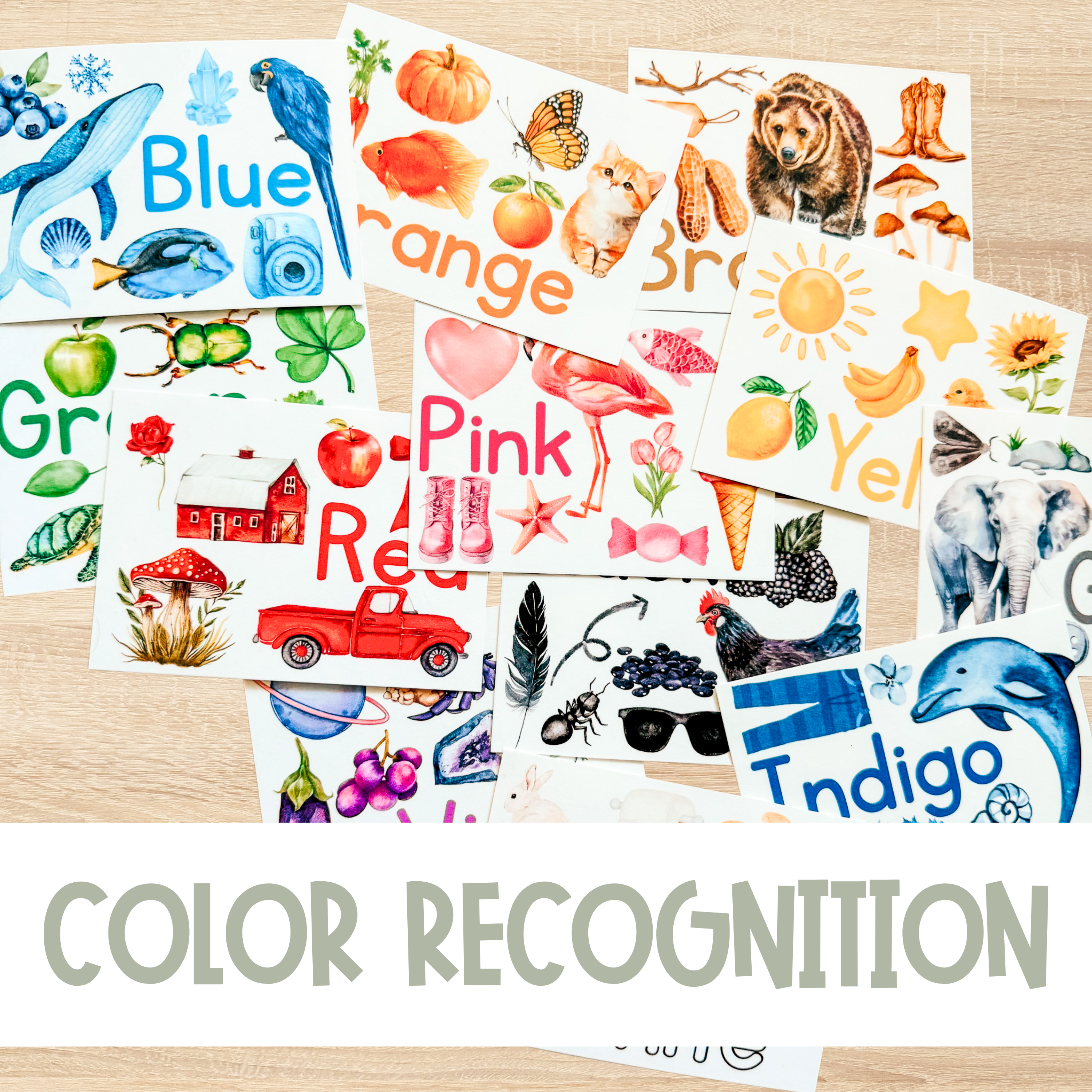 Large Learning Color Recognition Flash Cards with Pictures