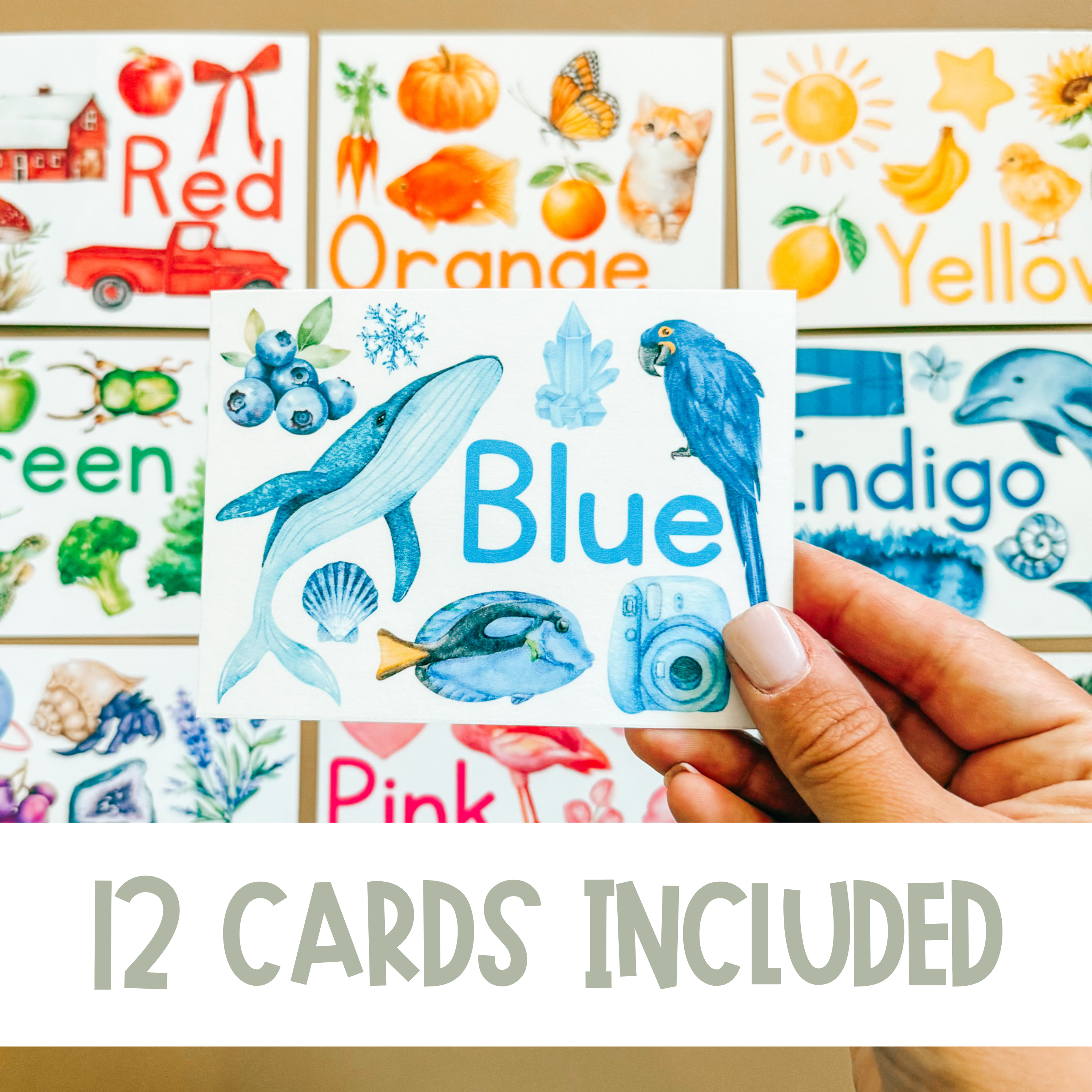 Large Learning Color Recognition Flash Cards with Pictures