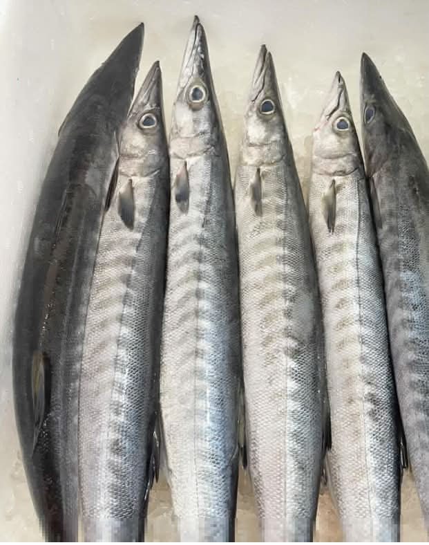 Barracuda (Jeelawa / ජීලාවා) – Small 500g