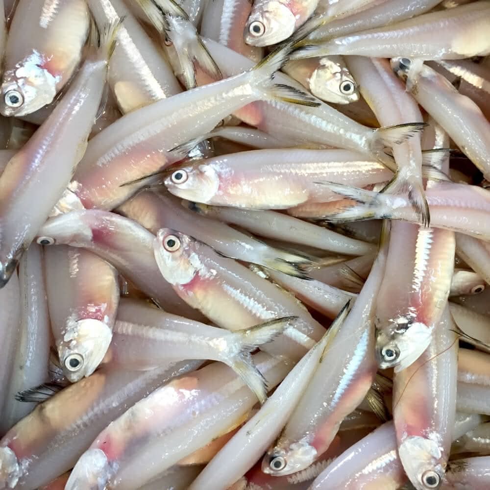 Handello White Anchovy 500g