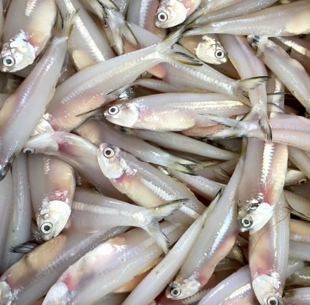 Handella / Anchovy / Netholi – 500g