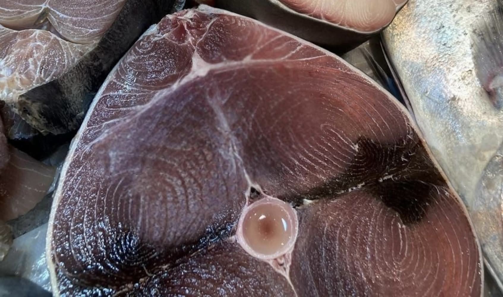 Tuna Premium Middle Cut – 250g