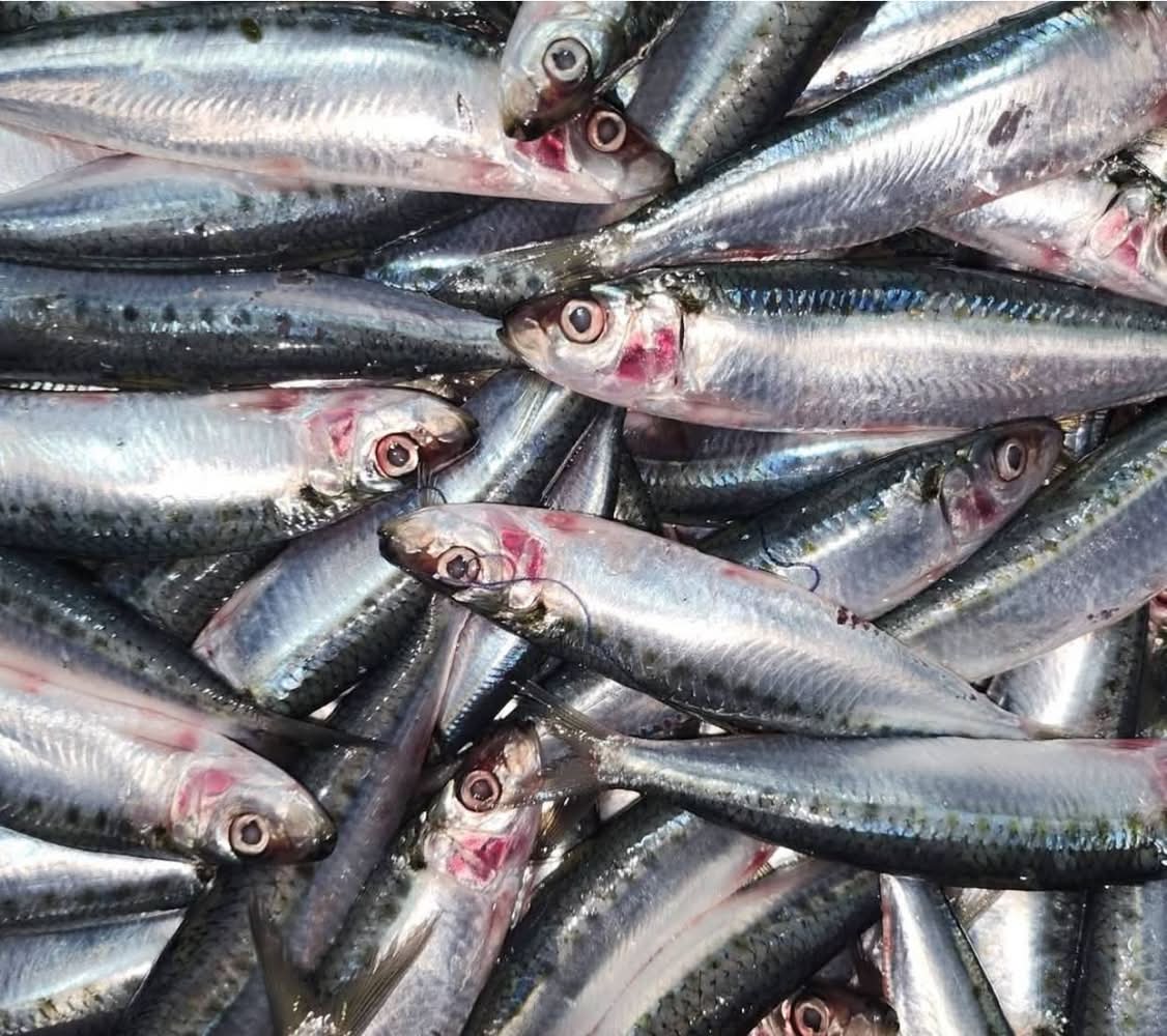Hurullo/ Keeri/ Trenched sardinella (Medium) 500g