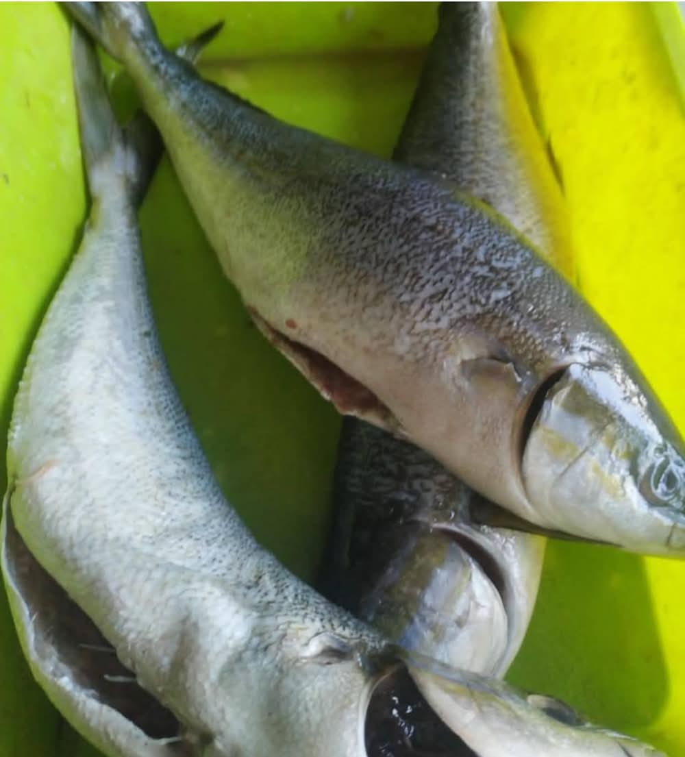 Lena Paraw – 600g to 800g