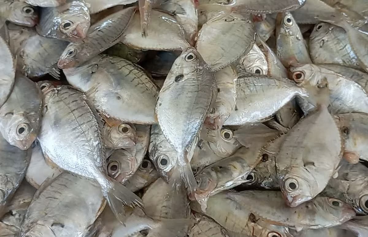 Karalla – Pony Fish (කාරල්ලා) – 500g