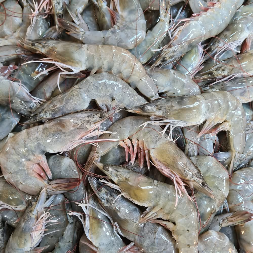 Prawns Large 500g