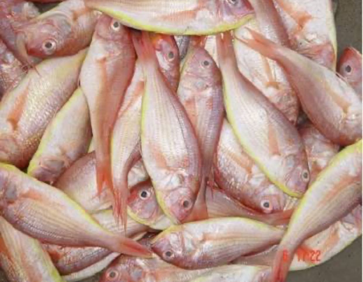 Sudda / Treadfin Breams (Large) 500g