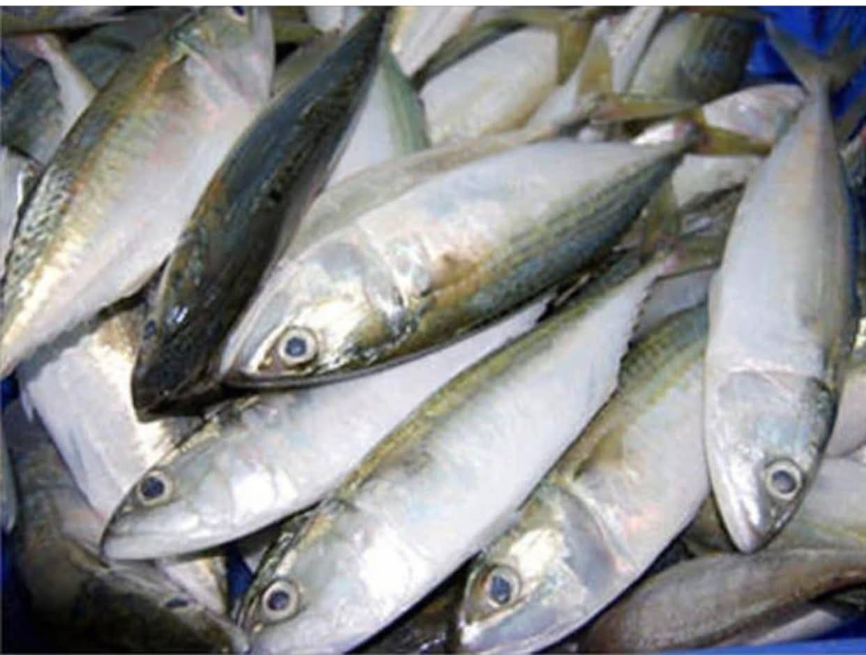 Kumbalawa / Indian Mackerel (Medium) – 500g