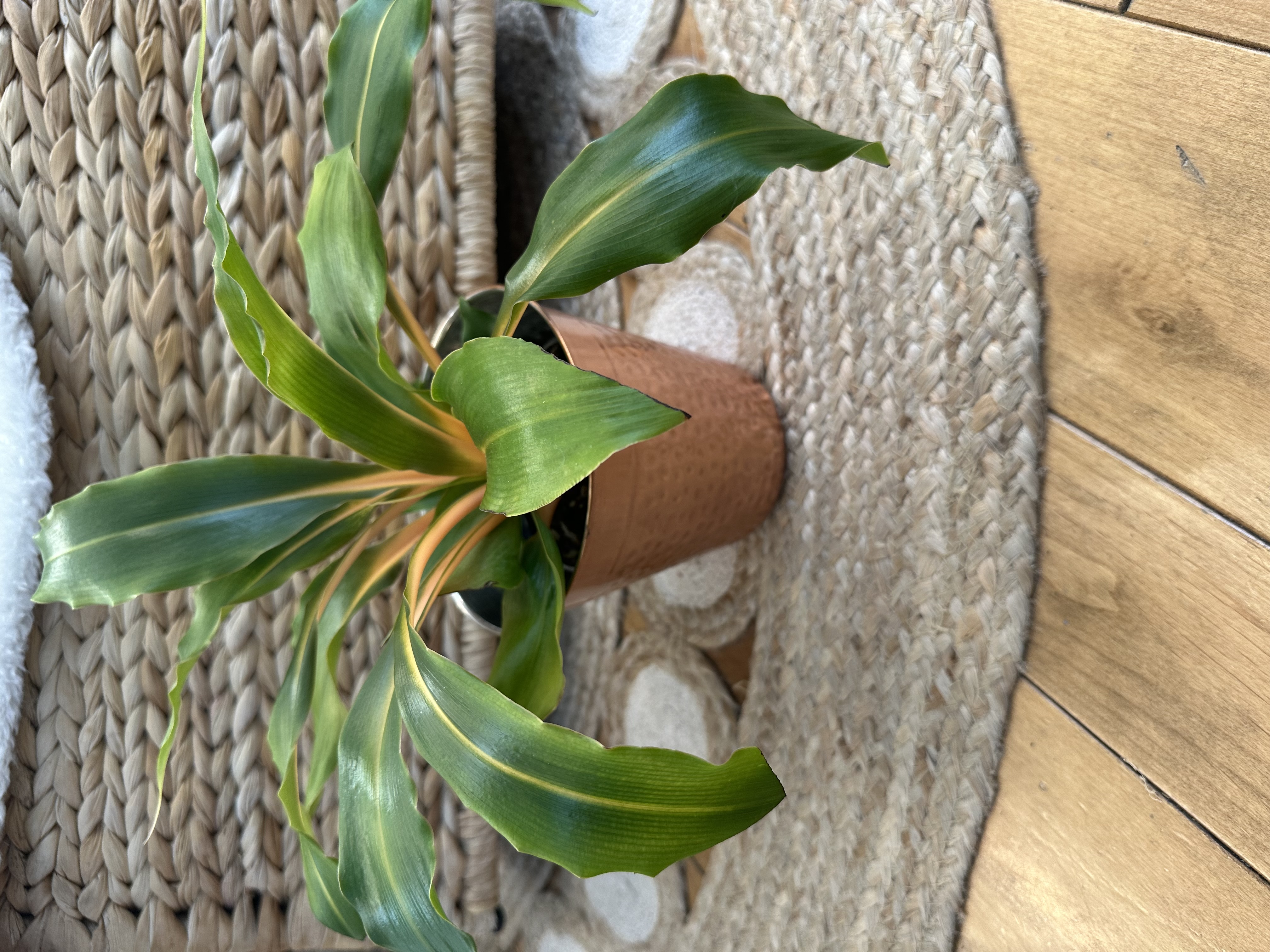 Chlorophytum Flash Fire with Copper Cover Pot