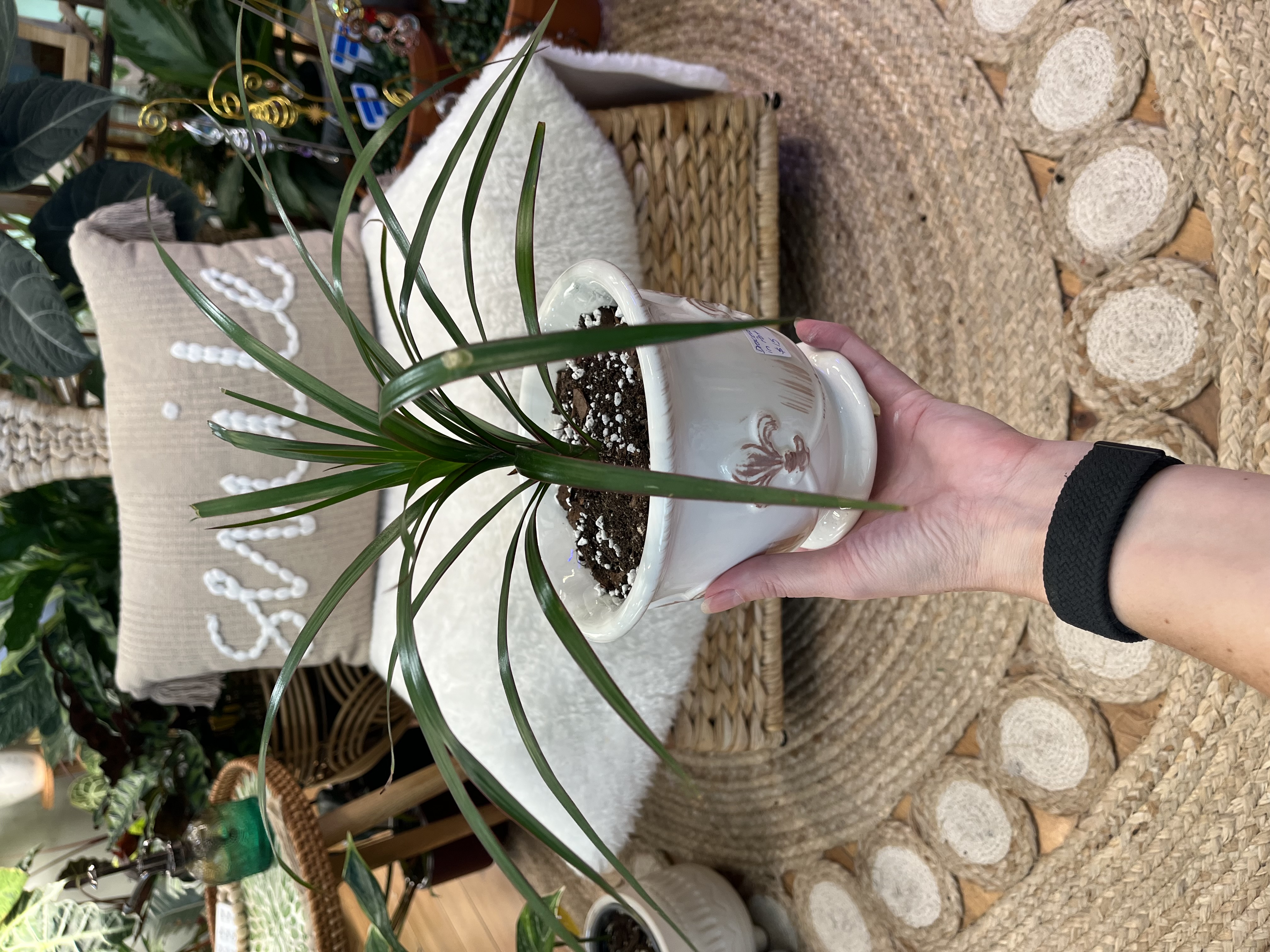 Draceana Reflexa in Vintage Fleurs de Lis vase