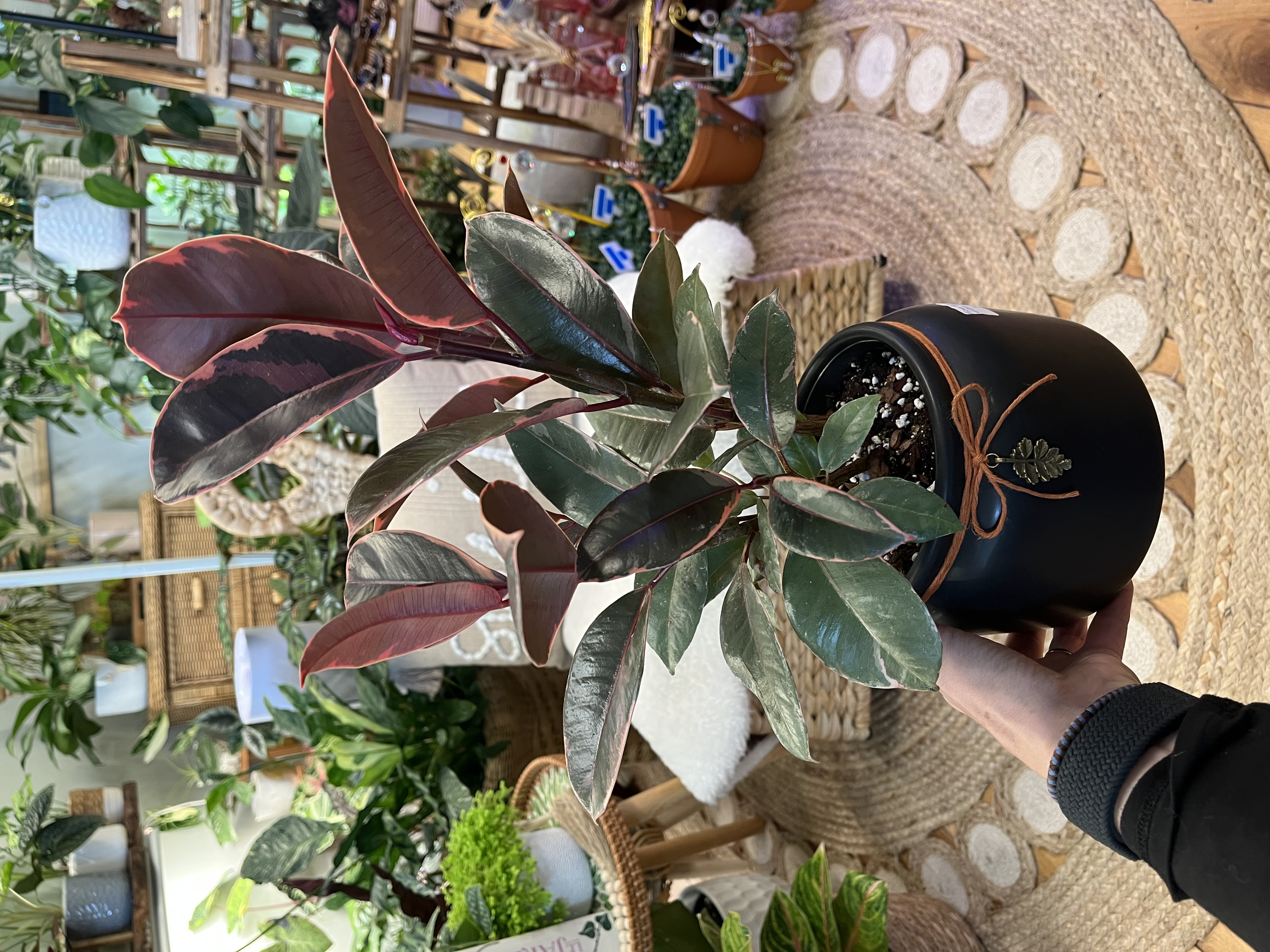 Ficus Ruby in Decorative Ceramic Cover Pot