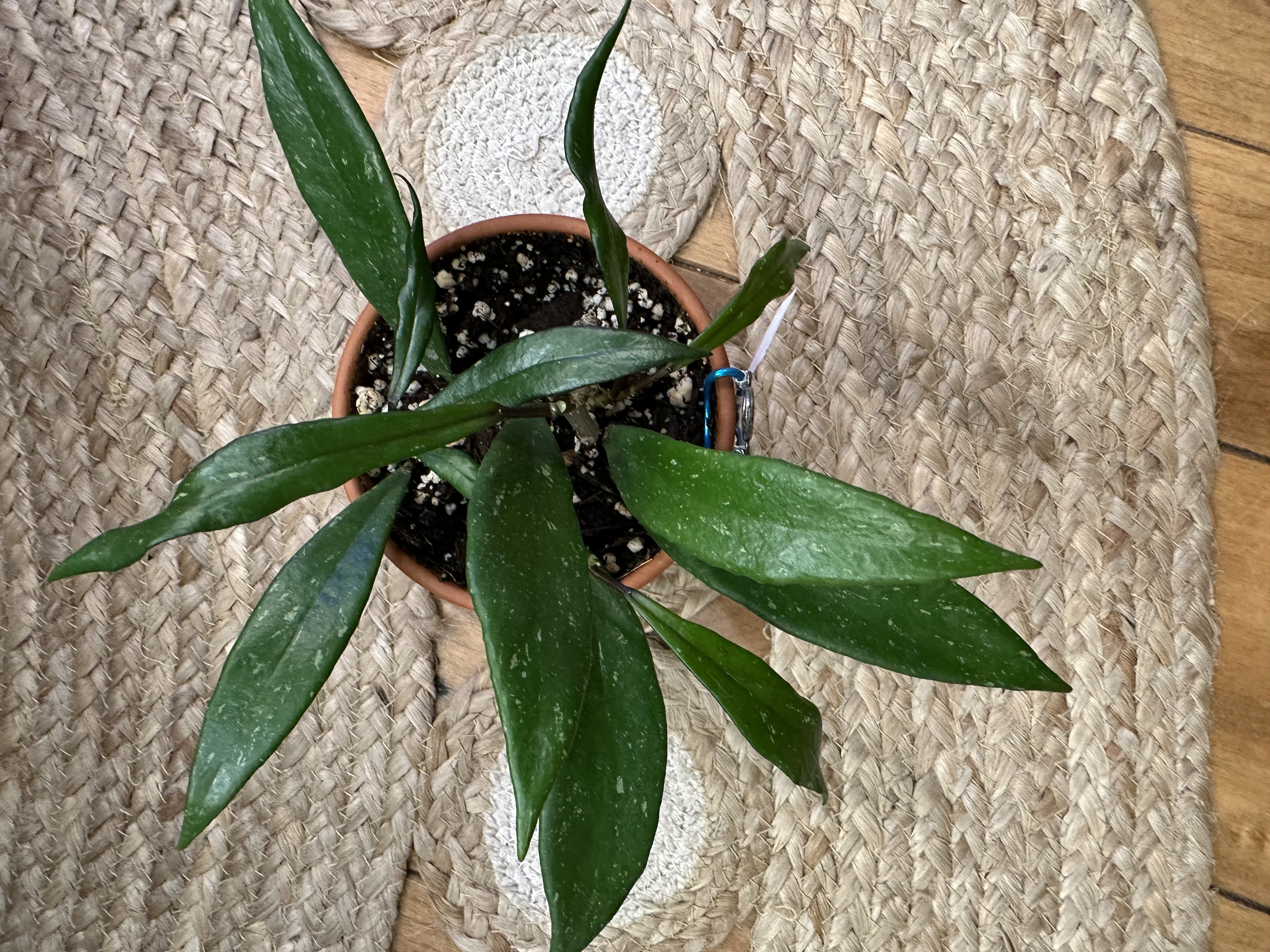 Hoya Publicalyx in Terracotta Pot